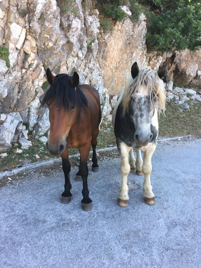 Apartments Casabrillantin Tučepi Zewnętrze zdjęcie